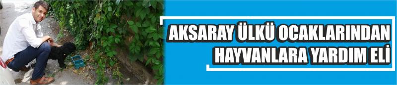 Aksaray Ülkü Ocaklarından Hayvanlara Yardım Eli